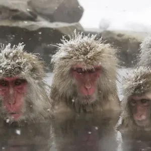 Japanese Macaques in Hotsprings Print Japanese Macaques in Hotsprings Print