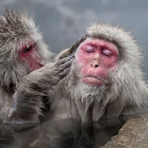Japanese Macaques (Macaca fuscatata) grooming in hot springs, Jigokudani, Nagano Prefecture