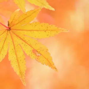 Japanese Maple Print, Autumn Foliage Near Lake Kawaguchi-ko Japanese Maple Print, Autumn Foliage Near Lake Kawaguchi-ko