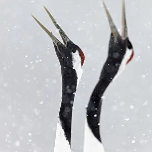 Japanese / Red-crowned crane (Grus japonicus) two calling, part of bonding and courtship display