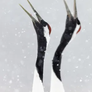 Japanese / Red-crowned crane (Grus japonicus) two calling, part of bonding and courtship display