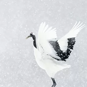 Japanese / Red-crowned crane (Grus japonicus) one coming into land, Hokkaido Japan February