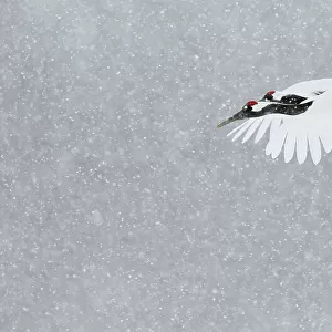 Japanese / Red-crowned crane (Grus japonicus) two coming into land, Hokkaido Japan February