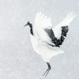 Japanischer/ Rotkopfkräher (Grus japonensis), ein kommt in Land, Hokkaido, Japan Februar Japanischer/ Rotkopfkräher (Grus japonensis), ein kommt in Land, Hokkaido, Japan Februar