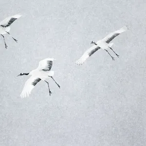 Japanese / Red-crowned crane (Grus japonicus) four coming into land, Hokkaido Japan February Japanese / Red-crowned crane (Grus japonicus) four coming into land, Hokkaido Japan February