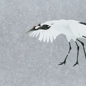 Japanese / Red-crowned crane (Grus japonicus) two coming into land, Hokkaido Japan February Japanese / Red-crowned crane (Grus japonicus) two coming into land, Hokkaido Japan February