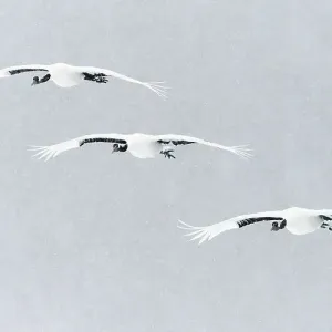 Japanese / Red-crowned crane (Grus japonicus) three in flight, Hokkaido Japan February Japanese / Red-crowned crane (Grus japonicus) three in flight, Hokkaido Japan February