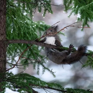 Japanese red squirrel (Sciurus vulgaris orientis) struggling with long branch collected for construction of nest.<br> Hokkaido, Japan Japanese red squirrel (Sciurus vulgaris orientis) struggling with long branch collected for construction of nest.<br> Hokkaido, Japan