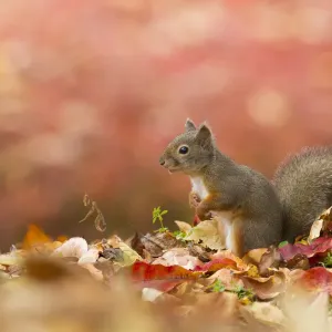 Japanese squirrel (Sciurus lis) portrait with autumn leaves, Mount Yatsugatake, Nagano Prefecture Japanese squirrel (Sciurus lis) portrait with autumn leaves, Mount Yatsugatake, Nagano Prefecture