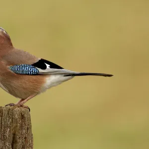 Jay (Garrulus glandarius) feeding on acorn, Warwickshire, UK