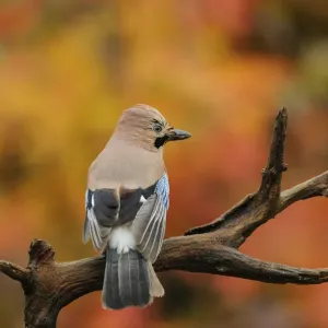 Jay (Garrulus glandarius) perched on dead branch in autumn, Kent, UK. October 2012 Jay (Garrulus glandarius) perched on dead branch in autumn, Kent, UK. October 2012