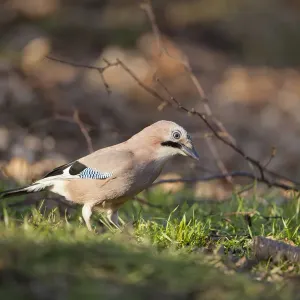 Jay (Garrulus glandarius). Scotland, UK, March Jay (Garrulus glandarius). Scotland, UK, March