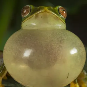 La grenouille de Jayarami (Raorchestes jayarami), gonfle sa poche vocale, appelle pour attirer un partenaire. La grenouille de Jayarami (Raorchestes jayarami), gonfle sa poche vocale, appelle pour attirer un partenaire.