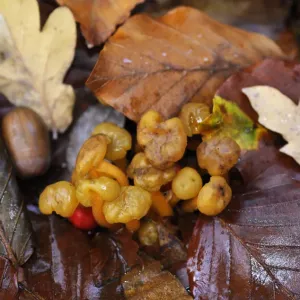 Gusanos de juguete (Leotia lubrica), Penn Wood, Buckinghamshire, Inglaterra, noviembre. Gusanos de juguete (Leotia lubrica), Penn Wood, Buckinghamshire, Inglaterra, noviembre.