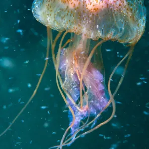 Jellyfish (Pelagia noctiluca) amongst plankton, Shetland Isles, Scotland