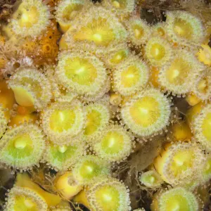Jewel Anemones (Corynactis haddoni) Poor Knights Islands, New Zealand, February Jewel Anemones (Corynactis haddoni) Poor Knights Islands, New Zealand, February