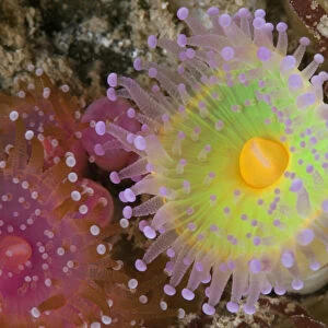 Jewel anemones (Corynactis viridis) Guillaumesse, Sark, British Channel Islands