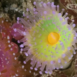 Anemoni di gioiello (Corynactis viridis) Guillaumesse, Sark, Isole britanniche del Canale. Anemoni di gioiello (Corynactis viridis) Guillaumesse, Sark, Isole britanniche del Canale.