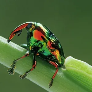 Jewel Weevil Print on Stem Jewel Weevil Print on Stem