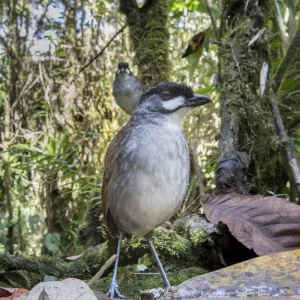 Jocotoco antpitta (Grallaria ridgelyi) Tapichalaca Biological Reserve, Ecuador