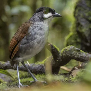 Jocotoco antpittta (Grallaria ridgelyi) Tapichalaca Reserve, Loja, Ecuador