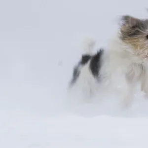 Jogi, a Jack Russell Terrier cross breed, male playing in the snow. Germany