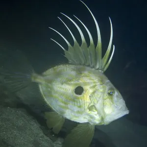 Il profilo ritratto di Zeus faber (John dory), Isole del Canale, Regno Unito, ottobre. Il profilo ritratto di Zeus faber (John dory), Isole del Canale, Regno Unito, ottobre.