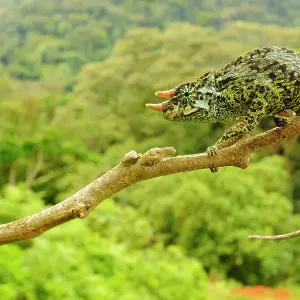 Trioceros johnstoni, camaleón de tres cuernos de Johnston, macho en rama del árbol, Kahuzi-Biega NP, República Democrática del Congo, noviembre. No ex. Trioceros johnstoni, camaleón de tres cuernos de Johnston, macho en rama del árbol, Kahuzi-Biega NP, República Democrática del Congo, noviembre. No ex.