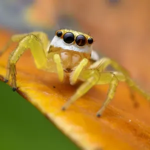 Jumping spider print, Sai Kung, Hong Kong Jumping spider print, Sai Kung, Hong Kong