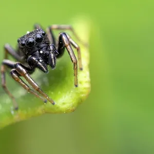 Jumping spider (Heliophanus sp. ) portrait, Lucerne, Switzerland. April Jumping spider (Heliophanus sp. ) portrait, Lucerne, Switzerland. April