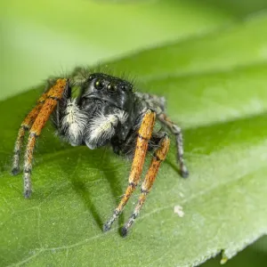 Jumping Spider Print, Philaeus chrysops, Orvieto Italy Jumping Spider Print, Philaeus chrysops, Orvieto Italy