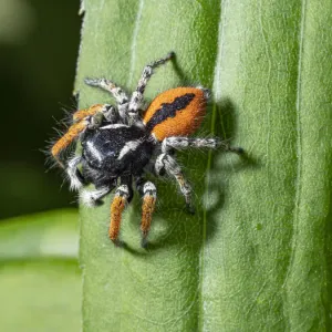 Jumping spider (Philaeus chrysops) Orvieto, Umrbia, Italy, May Jumping spider (Philaeus chrysops) Orvieto, Umrbia, Italy, May
