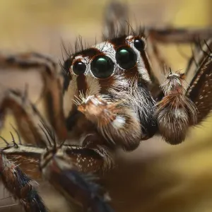 Jumping Spider Print, Wuliangshan Nature Reserve Jumping Spider Print, Wuliangshan Nature Reserve