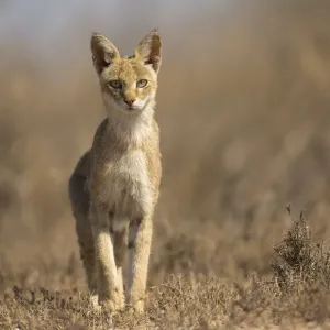 Le chat de jungle (Felis chaus), femelle à la recherche de proie. Parc national de Velavadar, Gujarat, Inde. Le chat de jungle (Felis chaus), femelle à la recherche de proie. Parc national de Velavadar, Gujarat, Inde.