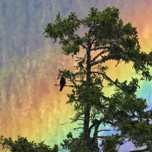 Jungle Crow (Corvus macrorhynchos) perched on tree branch with rainbow, Shejila mountain