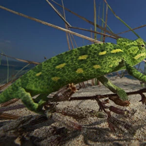 Juvenile African chameleon (Chamaeleo africanus) on twig, Southern Peloponnes, Greece, May 2009