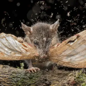 Juvenile Andean mouse opossum print eating a moth Juvenile Andean mouse opossum print eating a moth
