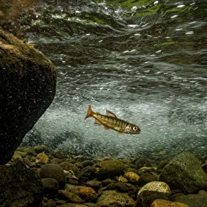 Juvenile Coho salmon (Oncorhynchus kisutch) resting in an eddy of the fast-moving Campbell River, Vancouver Island, British Columbia, Canada