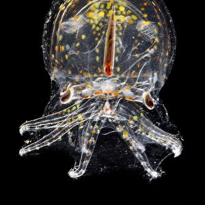Juvenile deep water pelagic octopus (Vitreledonella richardi) semi-translucent species