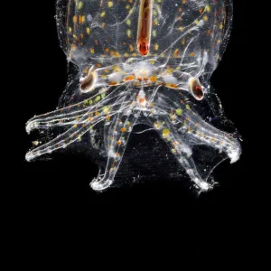 Juvenile deep water pelagic octopus (Vitreledonella richardi) semi-translucent species