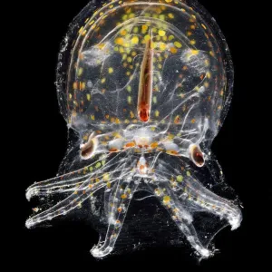 Juvenile Deep Water Pelagic Octopus Print