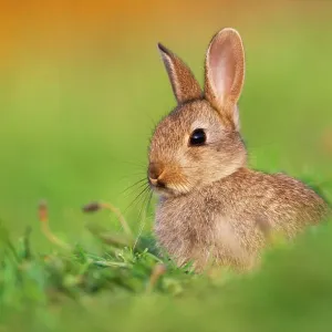Lapin d'Europe juvenile (Oryctolagus cuniculus) dans un parc public, Édimbourg, Écosse, juin. Lapin d'Europe juvenile (Oryctolagus cuniculus) dans un parc public, Édimbourg, Écosse, juin.