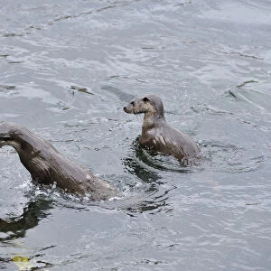 Two juvenile European river otters (Lutra lutra) fishing / foraging by porpoising