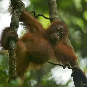 Betsy the Juvenile Female Bornean Orangutan Print Betsy the Juvenile Female Bornean Orangutan Print