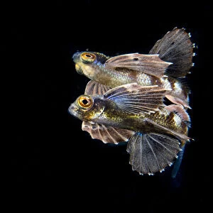 Juvenile Flying fish (Cypselurus sp), Longdong, Northeast, Taiwan