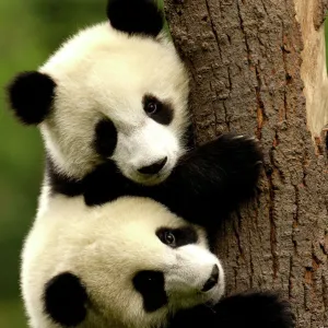 Juvenile Giant Pandas (Ailuropoda melanoleuca) climbing a tree trunk, Wolong China Conservation