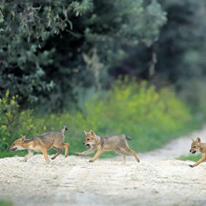 Three juvenile Golden jackal (Canis aureus) pups running across a path, Danube Delta