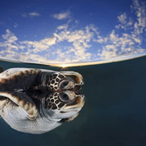 Juvenile green turtle (Chelonia mydas) reflected in the surface of the window with