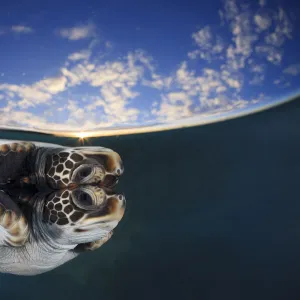 Juvenile green turtle (Chelonia mydas) reflected in the surface of the window with