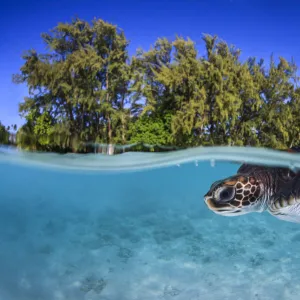 Juvenile Green turtle (Chelonia mydas) swimming near the surface, split level view